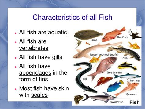 Fish Traits .